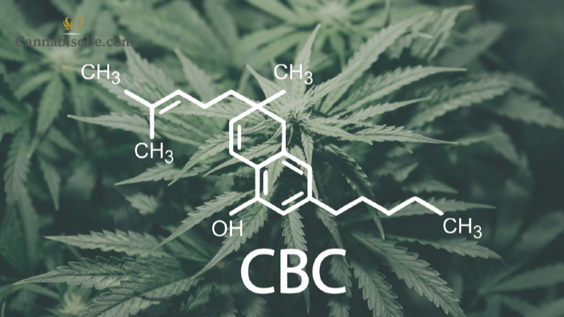 CBC (cannabichromene) Olie: Een beknopte gids