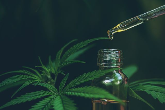 cbd öl gegen krebs